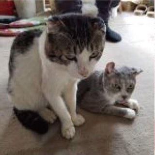 飼主の事情で行き場をなくしてしまいます！