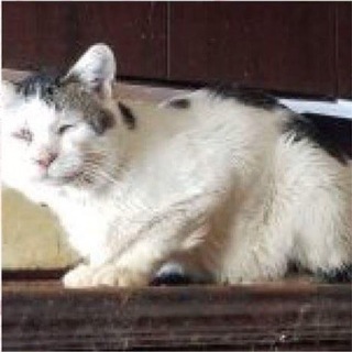 家にいられなくなる猫たちです！