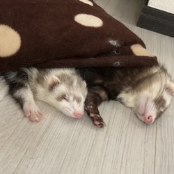 電源入れられないコタツ