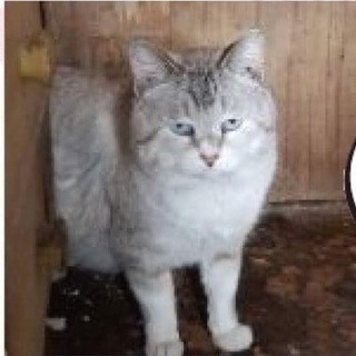 家にいられなくなる猫たちです