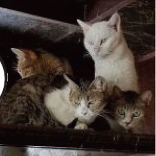 家にいられなくなる猫たちです