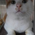 鼻チョビ可愛い白茶くん