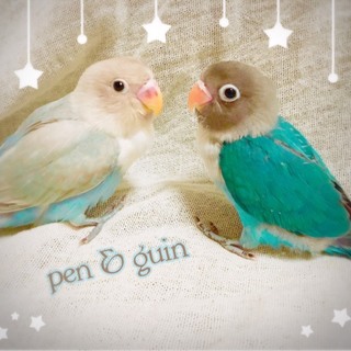 ボタンインコｵｽﾒｽ2羽の里親募集です。