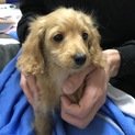ハーフ犬(カニンヘン×トイプー)の女の子