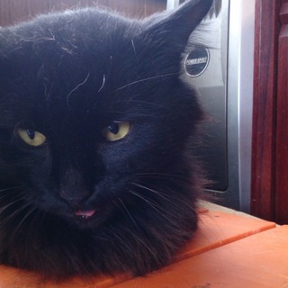 まるで黒いライオン  レオ君