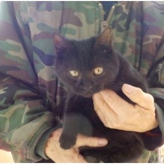 カラスに襲われた兄弟です