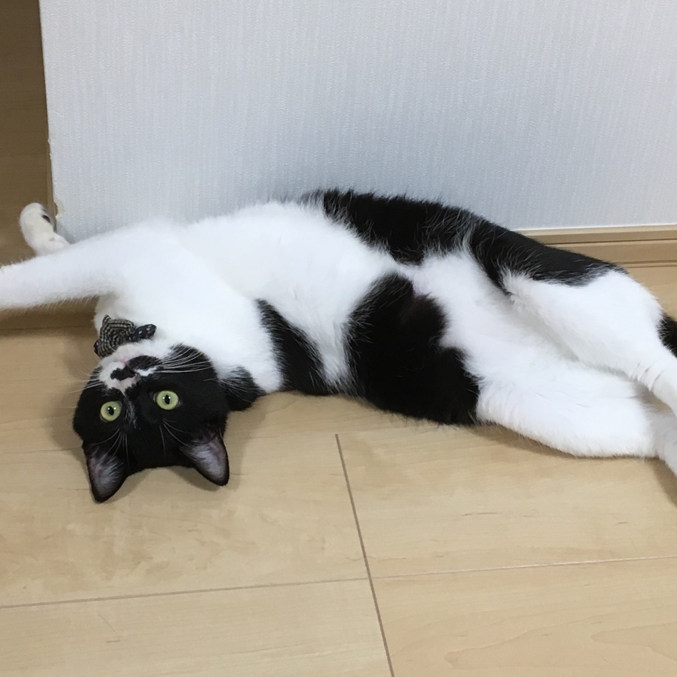 ごまのカバー写真
