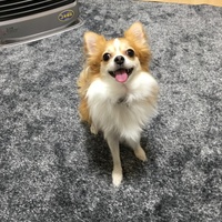 はな