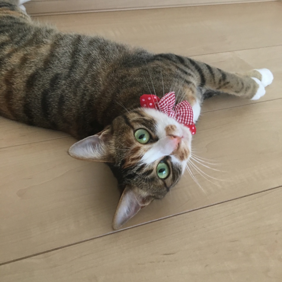 まりんのカバー写真