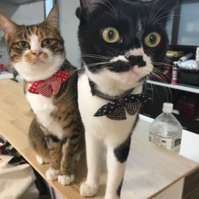あやつんのカバー写真