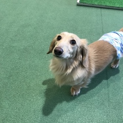 初めてのドッグラン