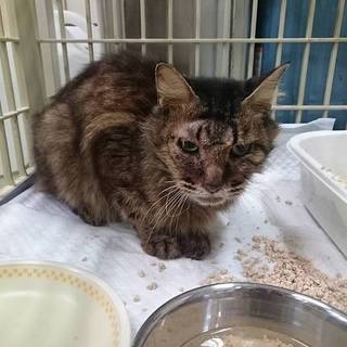 【引出し済】シャー言いますが攻撃性なしのキジばぁ。