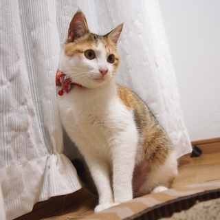 甘えん坊の美人三毛子猫さん避妊済♪