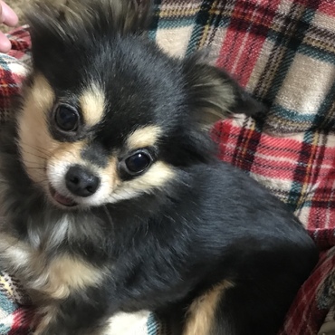 だいぶ慣れてきた！お毛毛も生えそろってきました。