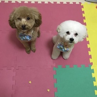 ムサシとコジロウ
