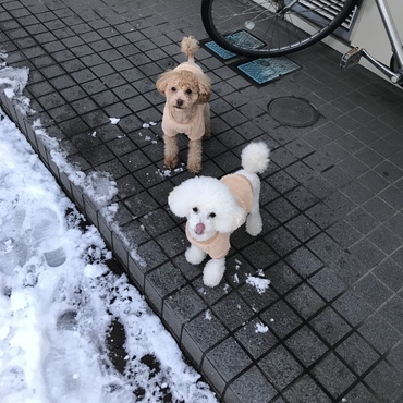 雪の中のムサシとコジロウ