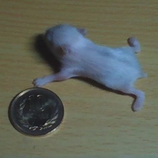 ジャンガリアンハムスターの３月産まれ