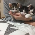 ノルウェーとスコティッシュのMIX子猫