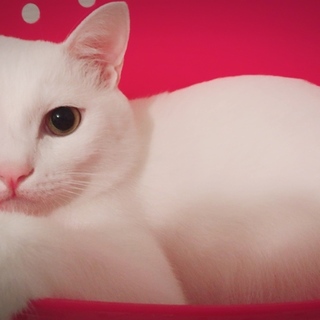 家庭の事情で新しく家族に迎えてくれる方募集してます