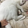 家庭の事情で新しく家族に迎えてくれる方募集してます サムネイル2