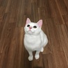 家庭の事情で新しく家族に迎えてくれる方募集してます サムネイル4