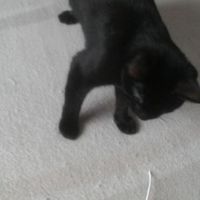 れんげ