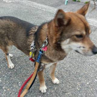 ミックス中型犬 男の子