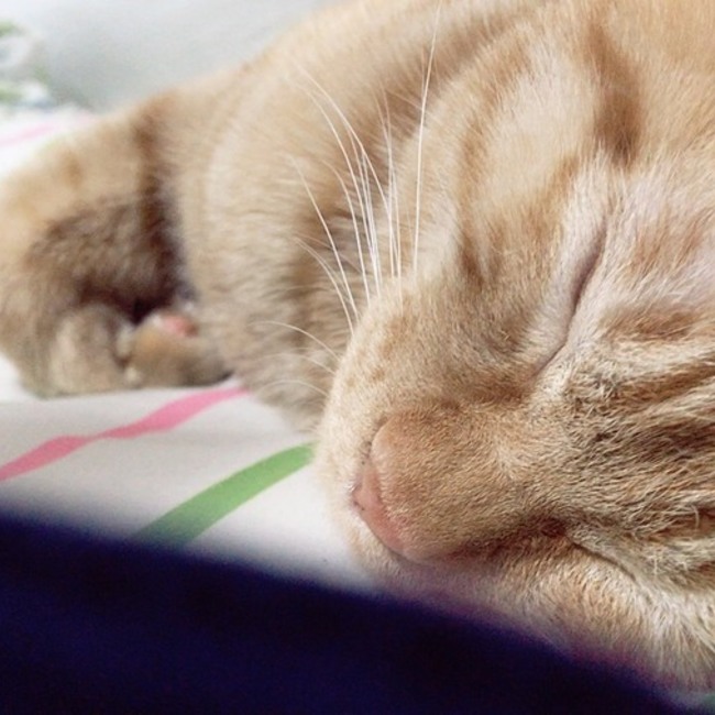 なーさん11のカバー写真