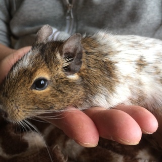 デグーの里親募集！