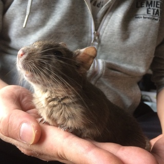 デグーの里親募集！