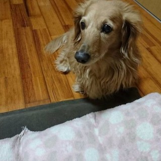 13歳☆ごんた☆まだまだ元気☆男の子