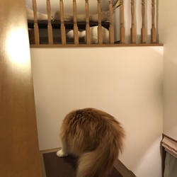 「踏み台」サムネイル2