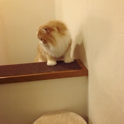 「踏み台」サムネイル3