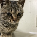 甘えんぼの猫ちゃんです。