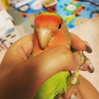 小桜インコの里親募集