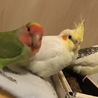 小桜インコの里親募集 サムネイル2