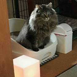 トライアル先からの報告