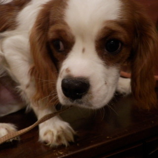 決まりました、キャバリア里親募集　仮名ヘッセ