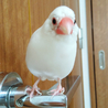 てらちょこ