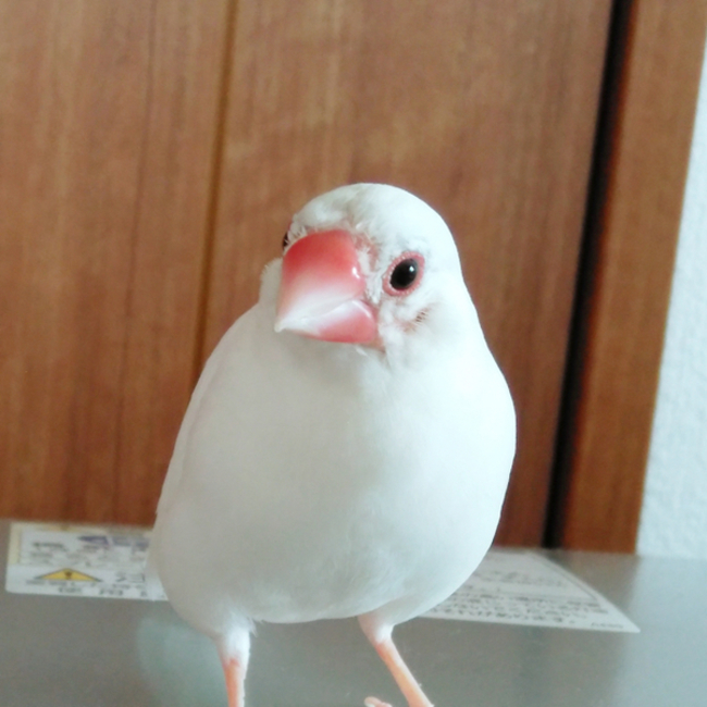 てらちょこのカバー写真