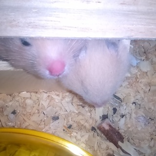 キンクマハムスターの子ハム１匹の里親様募集