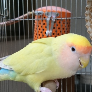 コザクラインコ♀の里親募集します