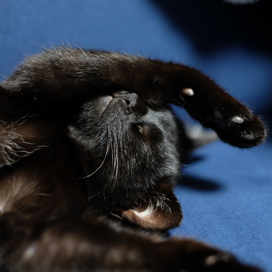 ニッカのカバー写真