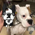 ボクサー犬