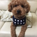 トイプードルの男の子