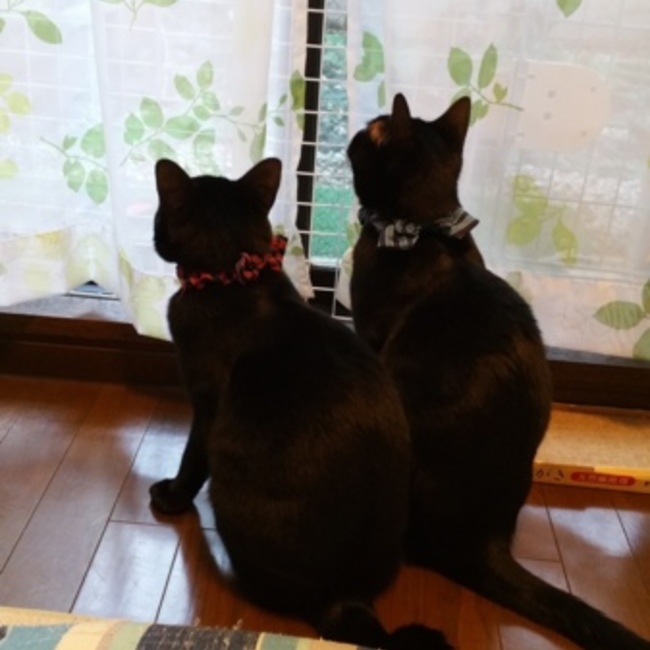 コゲキチのカバー写真