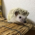 ハリネズミの女の子