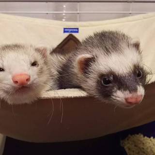 フェレット(♀)２匹 里親募集