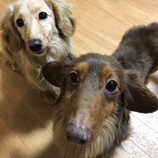 急募！ お利口ダックスフンド2頭ペア