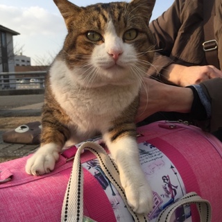 お膝に乗りたい超甘えん坊ボスくん。